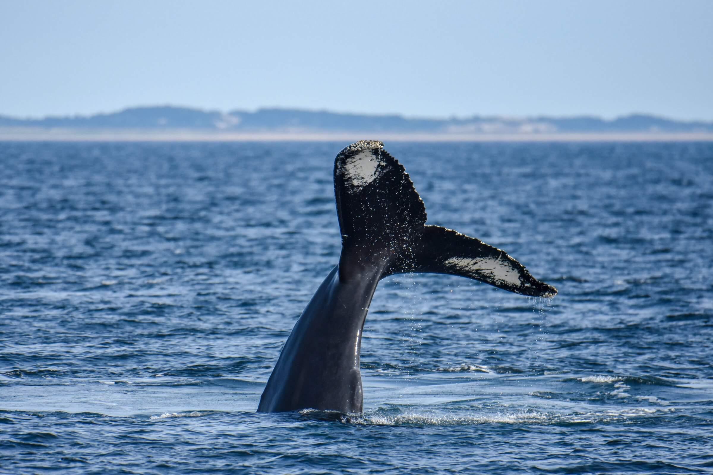 Whale Watching Provincetown Marina whale-watching-provincetown-marina